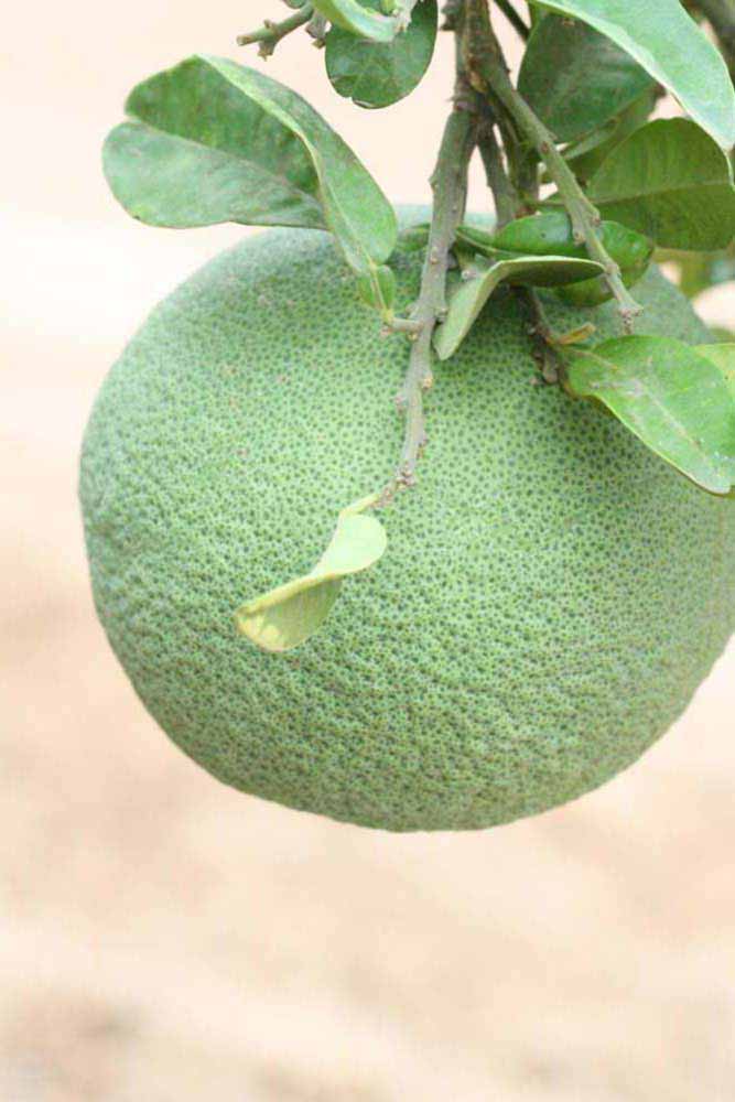              Immature fruit (Riverside, CA)       